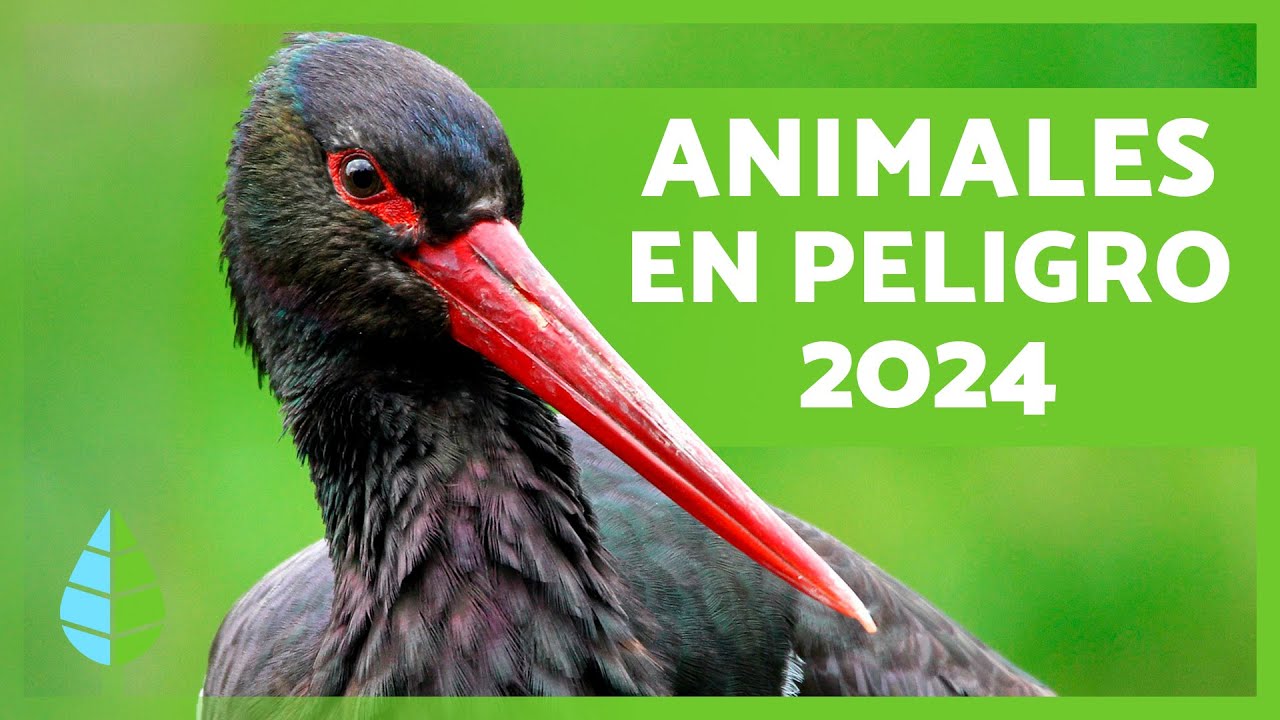 citas textuales sobre los animales en peligro de extincion