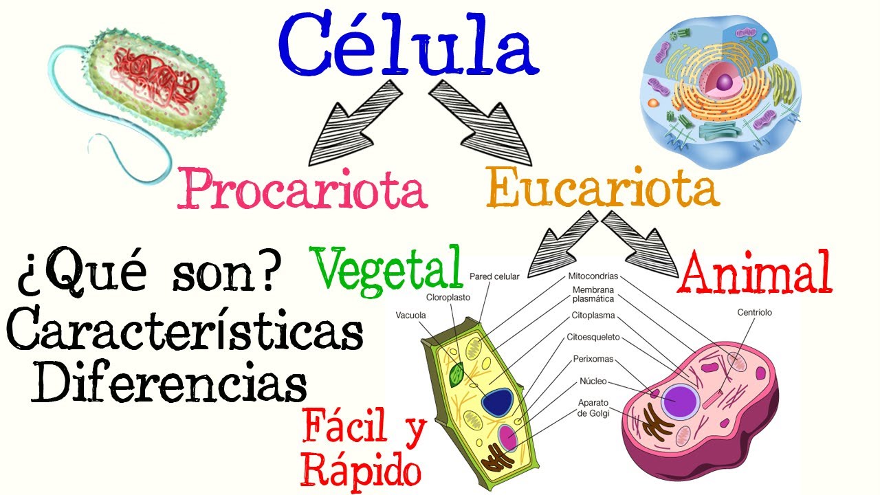 cuadro diferencias entre celula eucariota y procariota