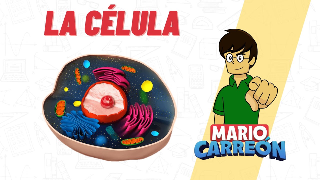 esquema de las partes de la celula