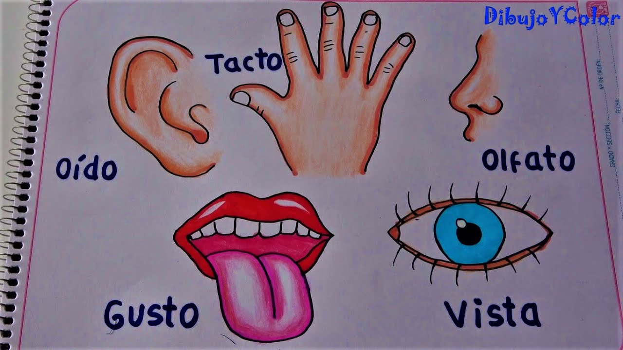 imagenes de los sentidos para colorear