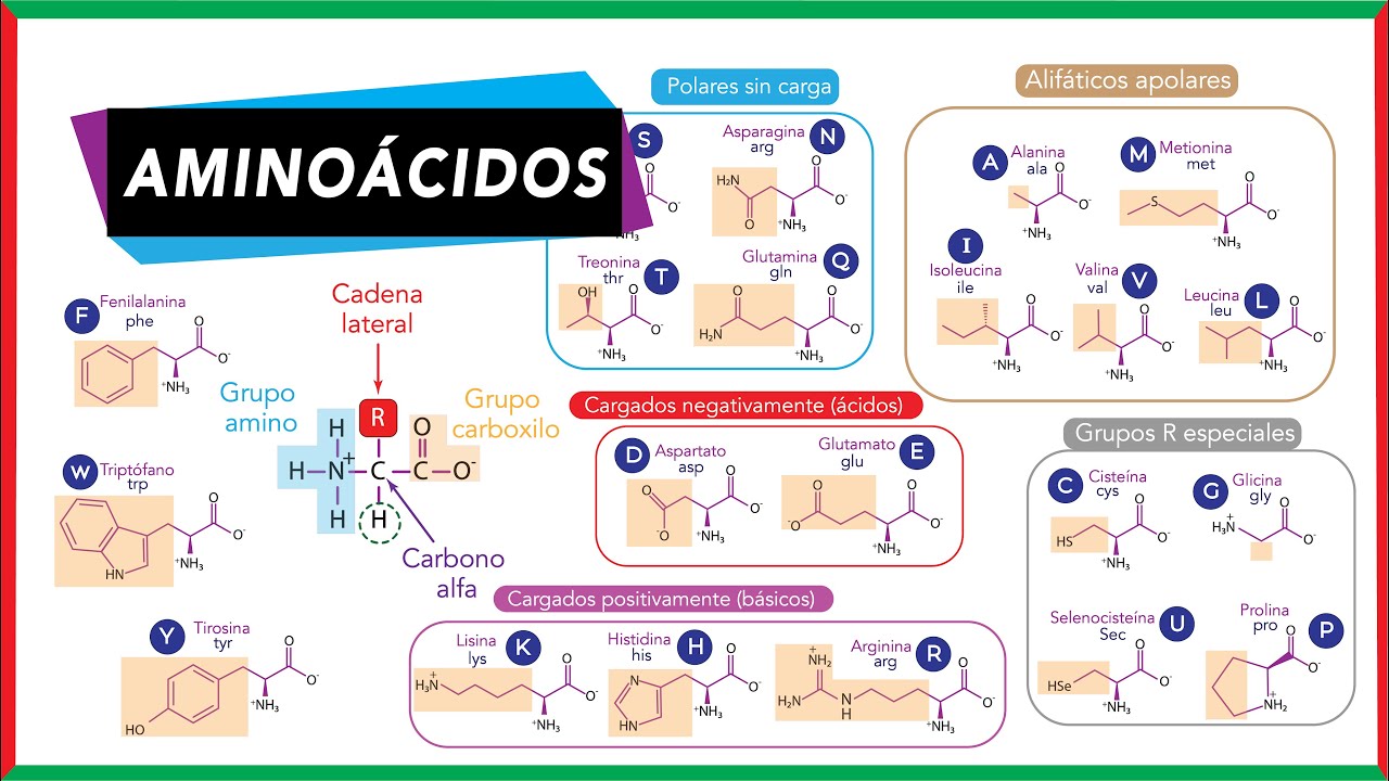 aminoacidos esenciales y no esenciales funciones pdf