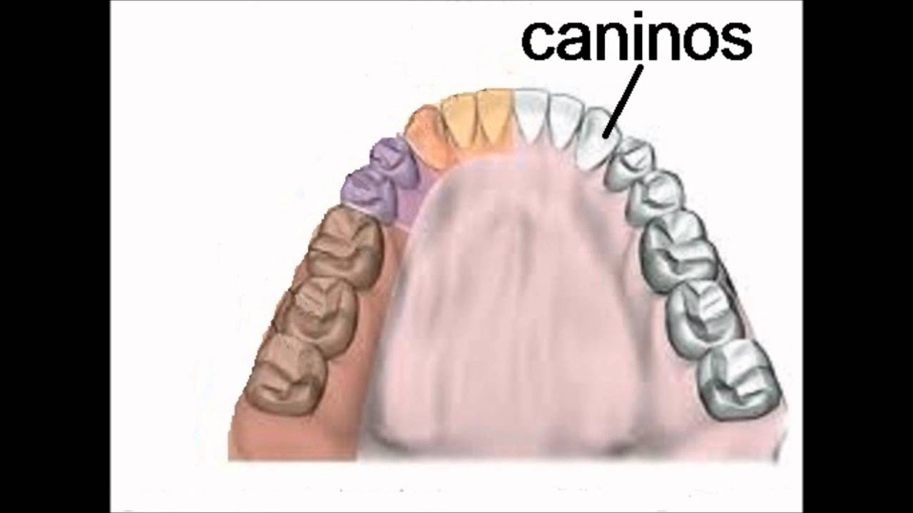 clasificacion de los dientes segun su forma