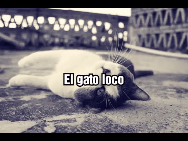 el gato loco de jaime sabines