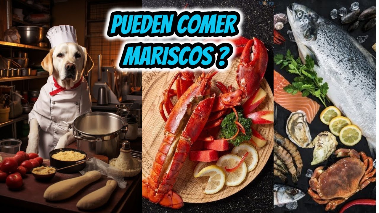 los camarones le hacen daño a los perros