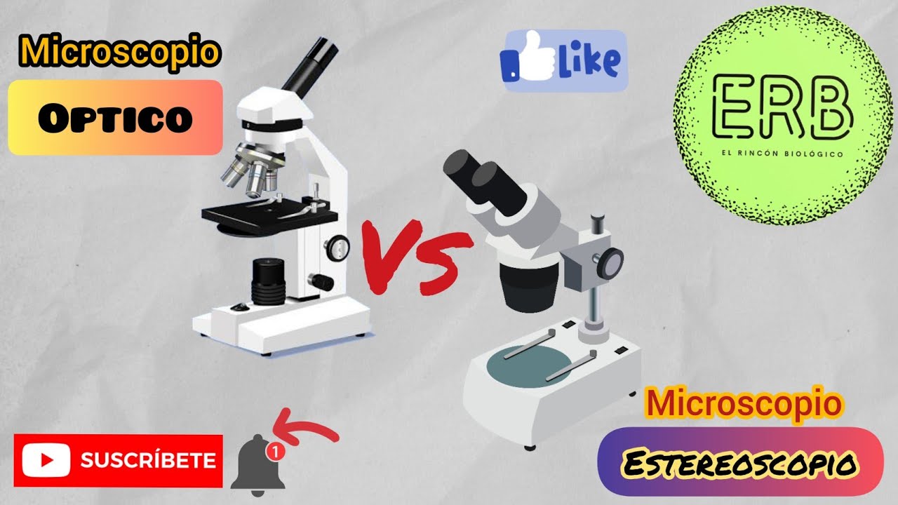 diferencias entre microscopio optico y estereoscopio