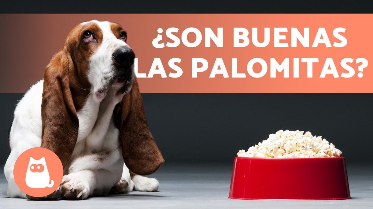 las palomitas de maiz son malas para los perros