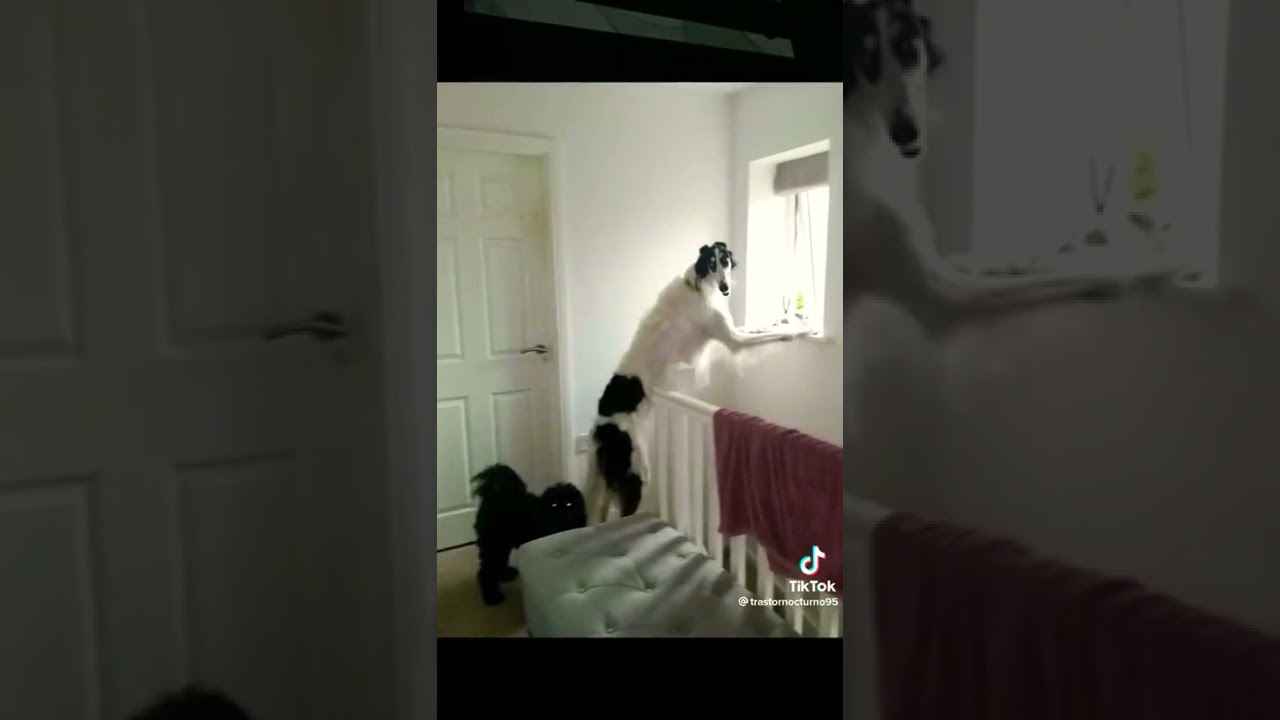 miedo a la piel o pieles de animales