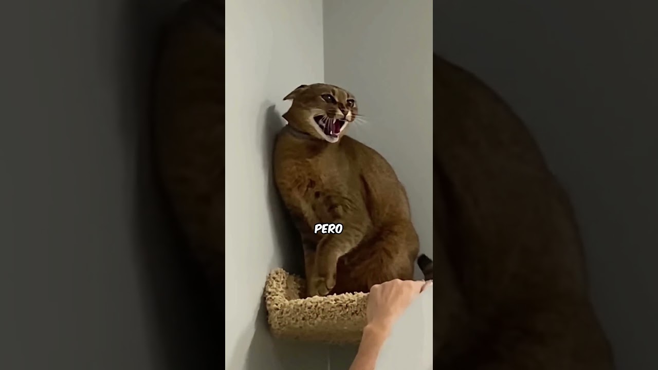 que es ser gato en un hombre