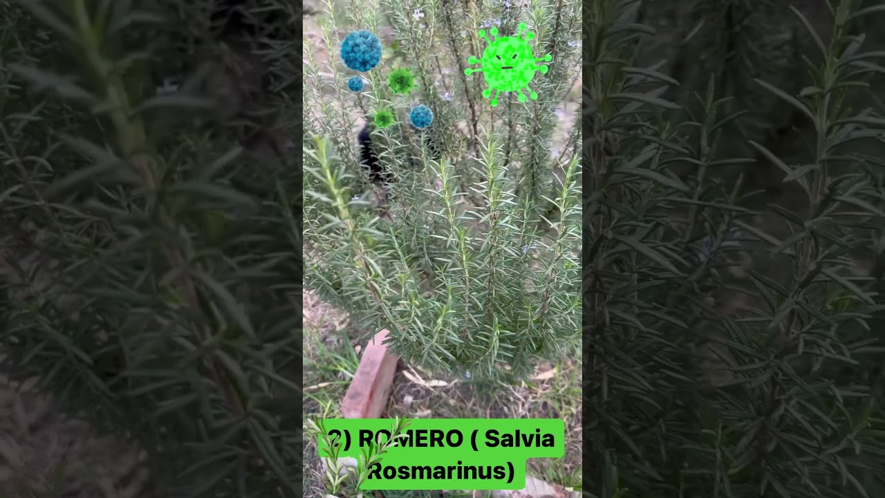 que hierva sirve para el resfriado