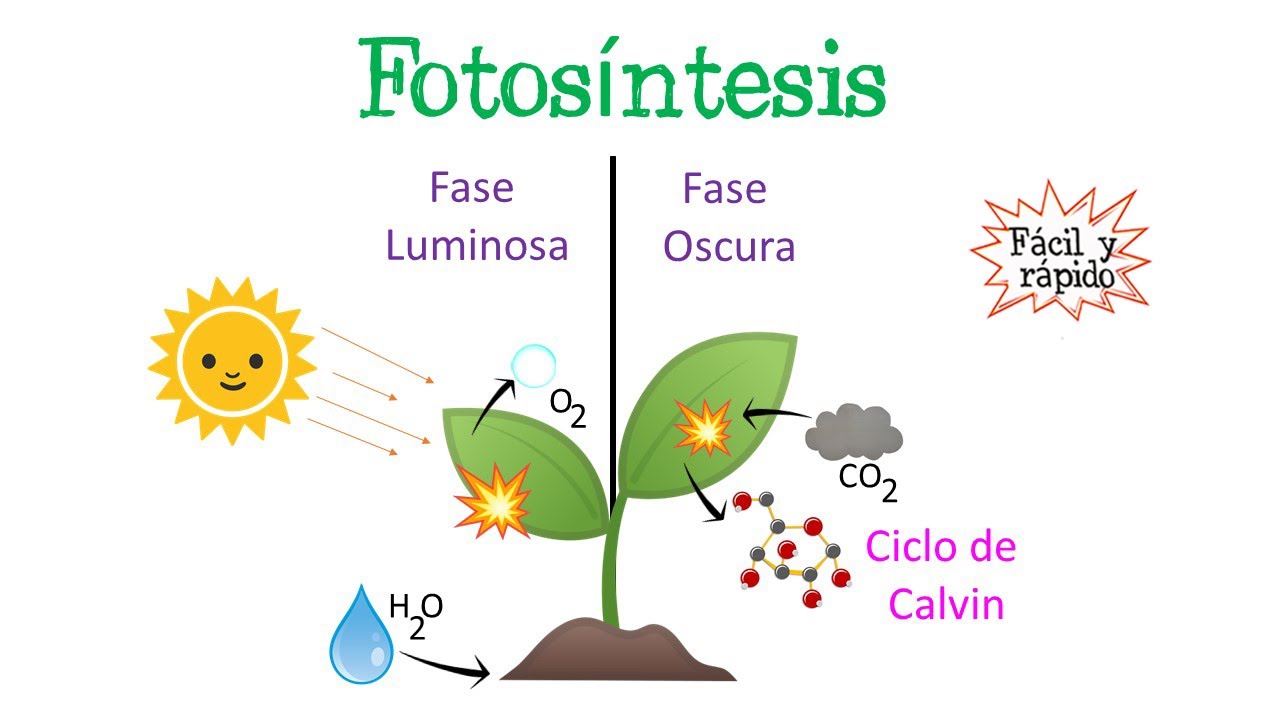 mapa conceptual de la fotosintesis y sus fases