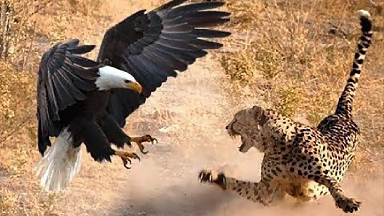 cual es el animal mas paciente para cazar