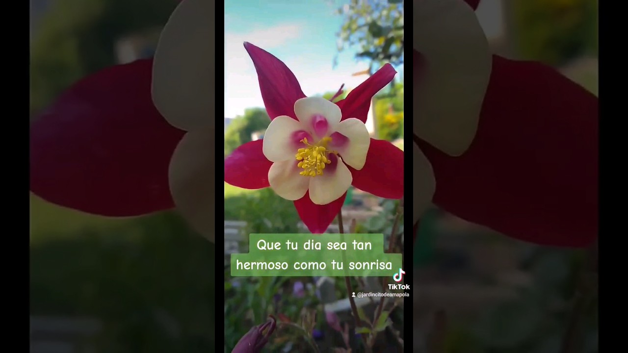 frases de buenos dias con flores