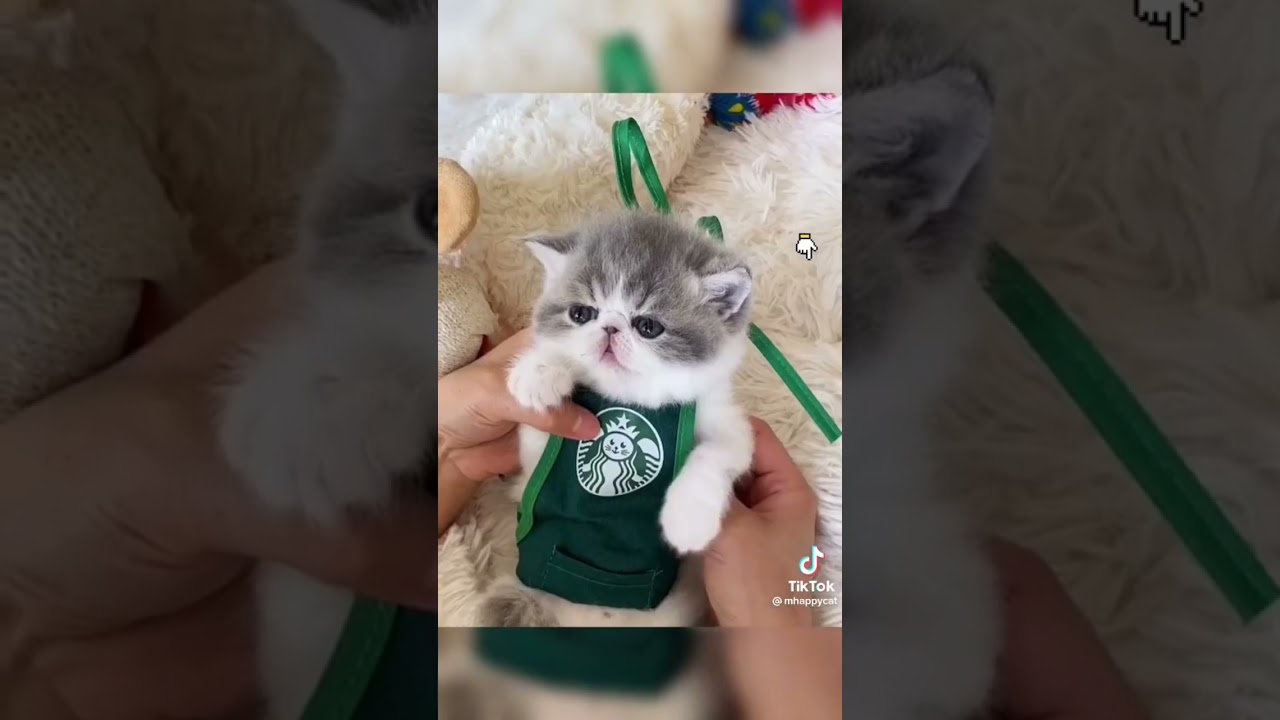 imagenes de gatitos tiernos con frases chistosas