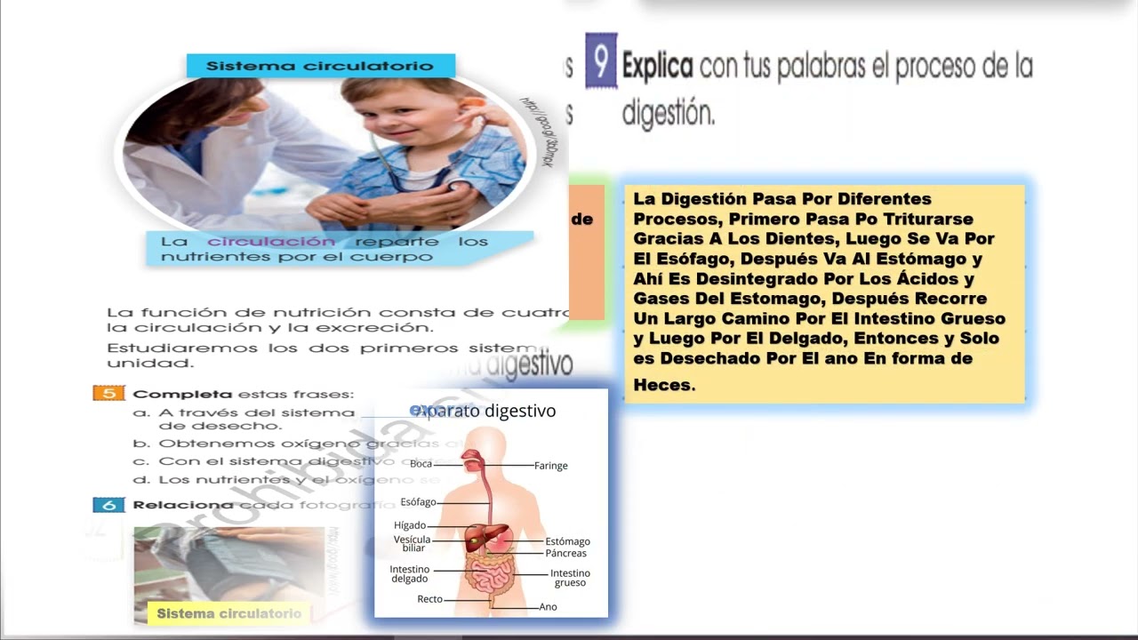 libro de ciencias naturales contestado cuarto grado