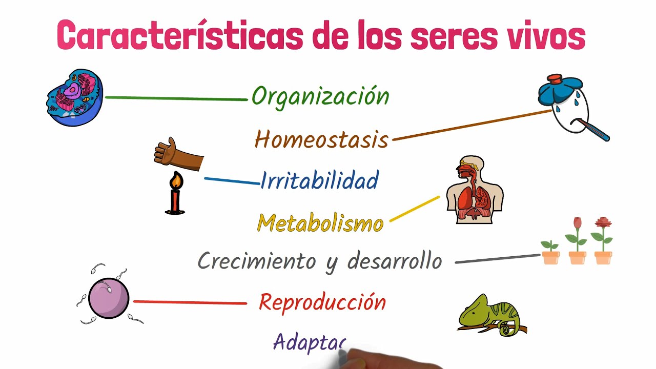 mapa mental de las caracteristicas de los seres vivos