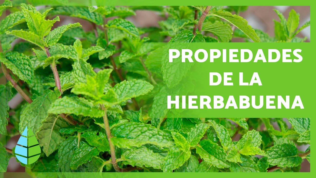 aceite de hierbabuena para que sirve