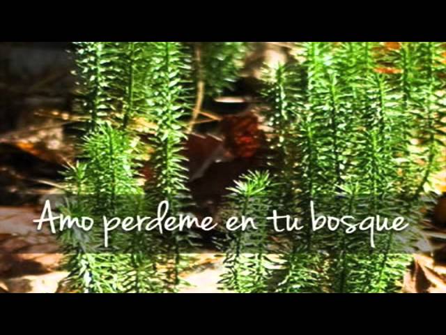 imagenes de corazones con alas y frases de amor