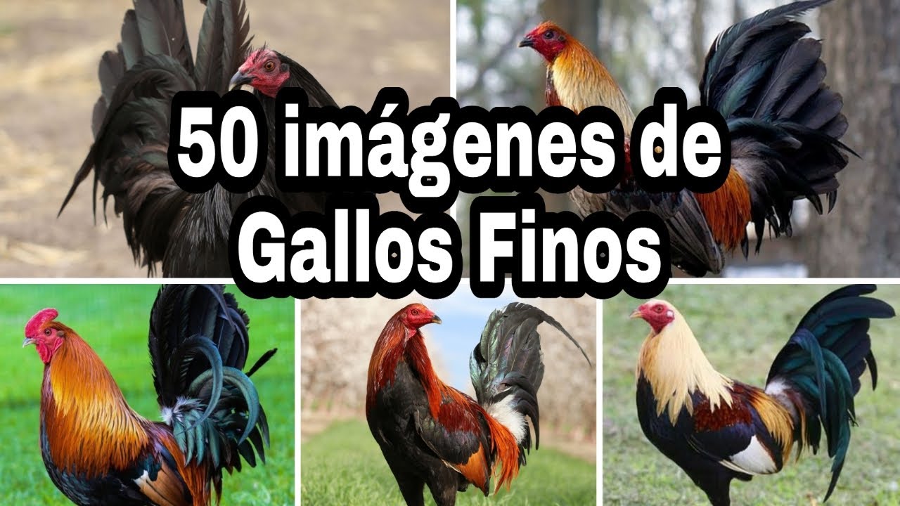 imagenes de gallos finos con frases de amor
