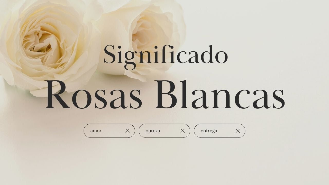 imagenes de rosas blancas con frases de amor