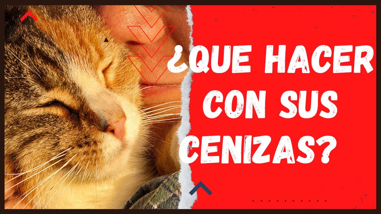 de que color son las cenizas de un perro