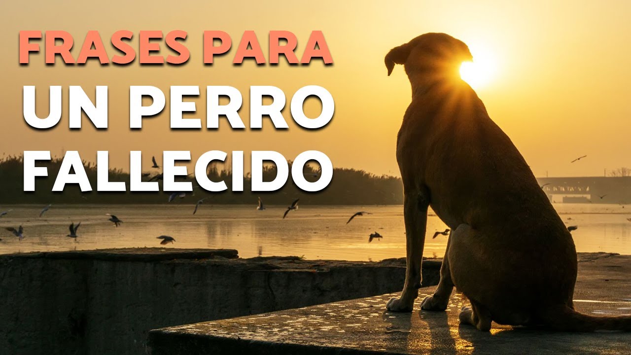 frases de despedida a un perro fallecido