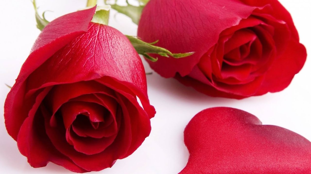 rosas rojas de amor con poemas